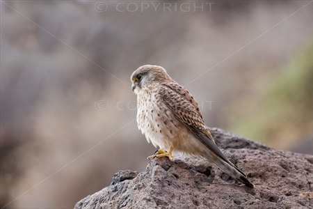 Kestrel 01