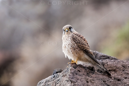 Kestrel 02