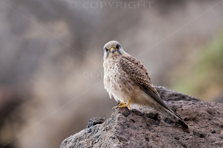 Kestrel 03