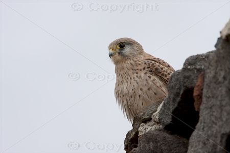 Kestrel 04
