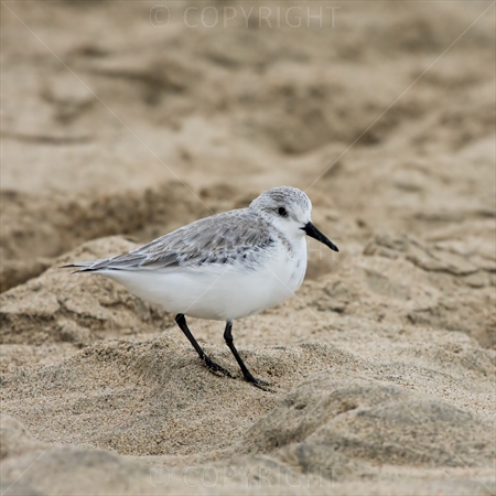 Sanderling 01