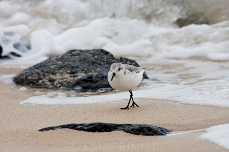 Sanderling 02