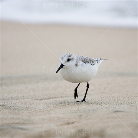 Sanderling 03
