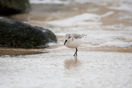 Sanderling 04