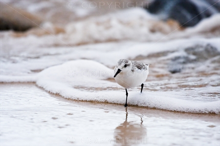 Sanderling 05