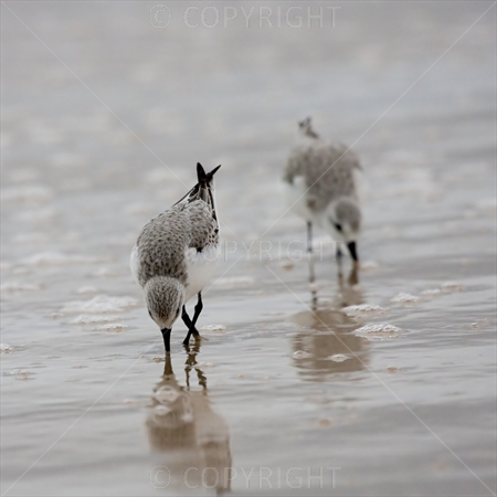 Sanderling 06