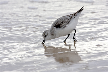 Sanderling 07