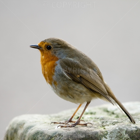 Robin 01