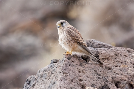 Kestrel 05