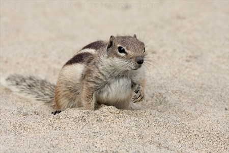 Chipmunk 20