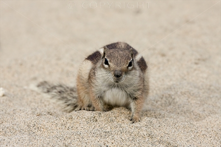 Chipmunk 18