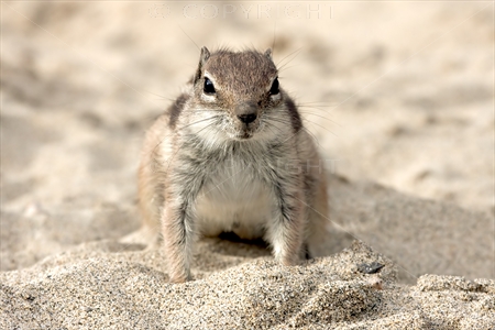 Chipmunk 19