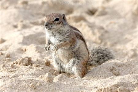 Chipmunk 04