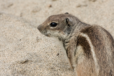 Chipmunk 05