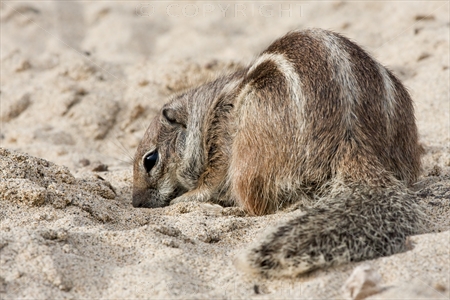 Chipmunk 06