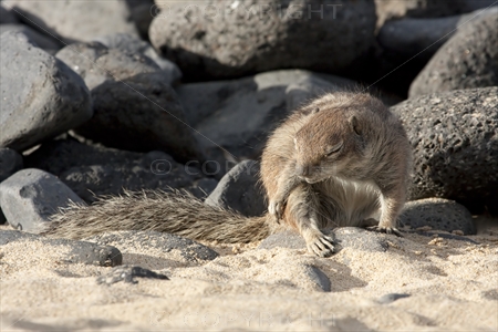 Chipmunk 07