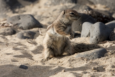 Chipmunk 08