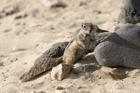 Chipmunk 09