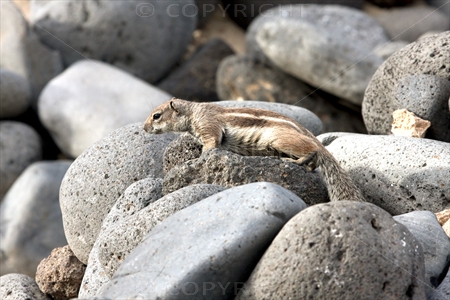 Chipmunk 10