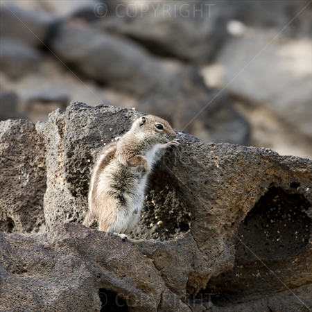 Chipmunk 11