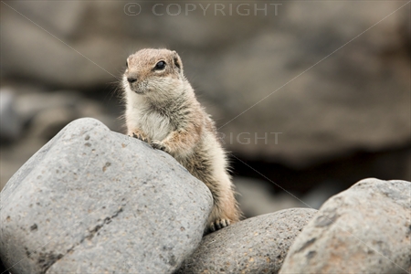 Chipmunk 12
