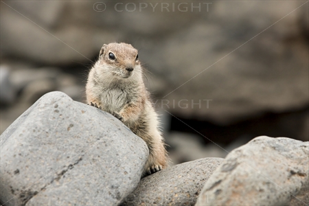 Chipmunk 13