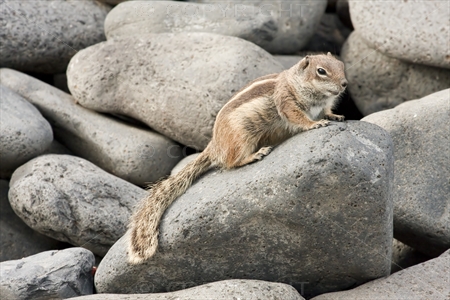 Chipmunk 14