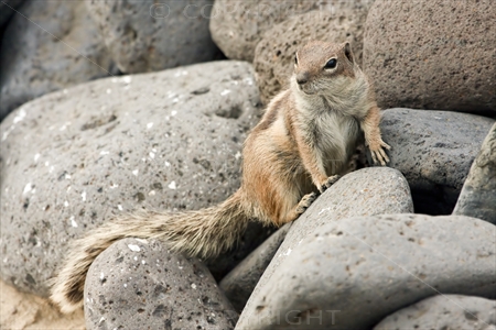 Chipmunk 16