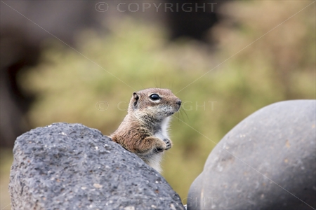Chipmunk 17