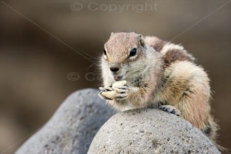 Chipmunk 02