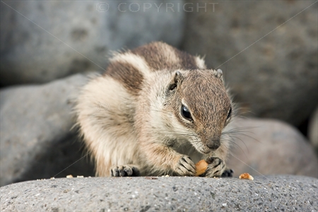 Chipmunk 03