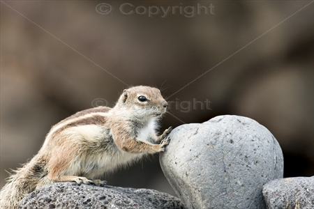 Chipmunk 01