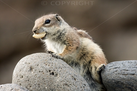 Chipmunk 21