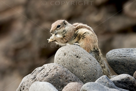 Chipmunk 22