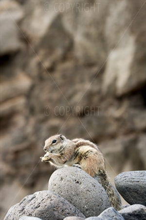 Chipmunk 23