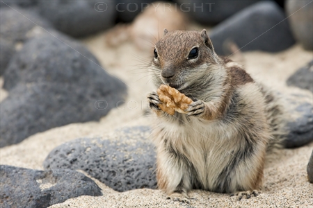 Chipmunk 24