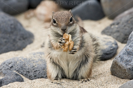 Chipmunk 25