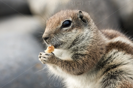 Chipmunk 26