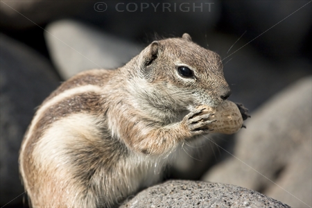 Chipmunk 27