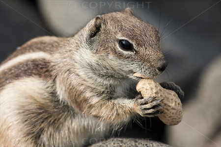 Chipmunk 28