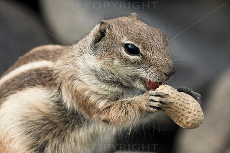 Chipmunk 29