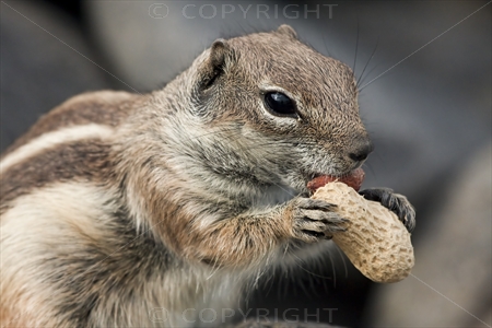 Chipmunk 30
