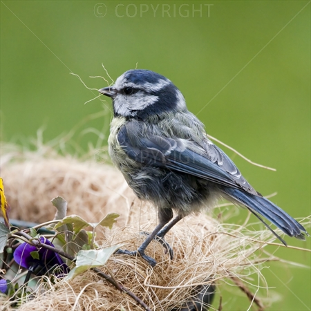 Blue Tit 01
