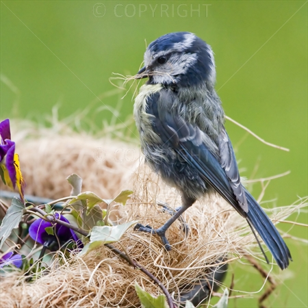Blue Tit 02