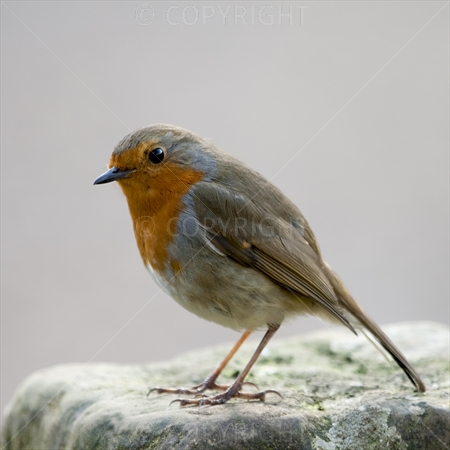 Robin 02