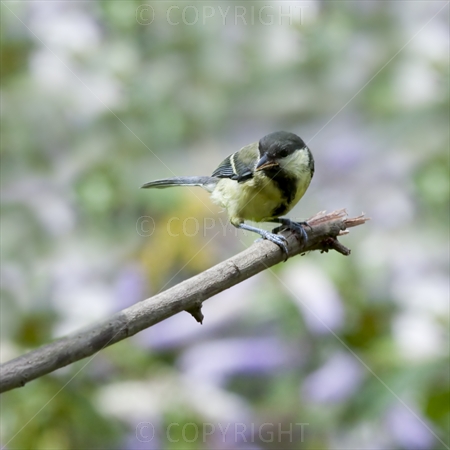 Great Tit 01