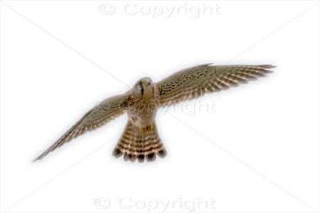 Kestrel 07
