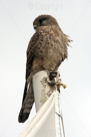 Kestrel 08