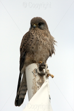 Kestrel 09
