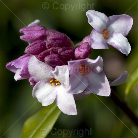 Daphne bholua 'Jacqueline Postill' 02